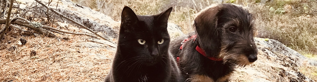 Bild på Nyköpingsveterinärernas egna husdjur