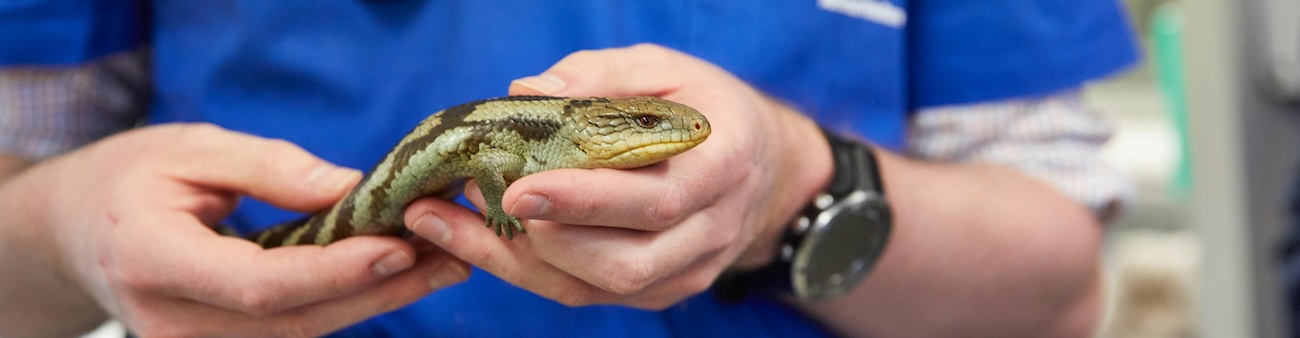 Bild på på en ödla i händerna på en veterinär